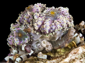 Cyclocoeloma tuberculata (Misool) by Mathieu Foulquié 